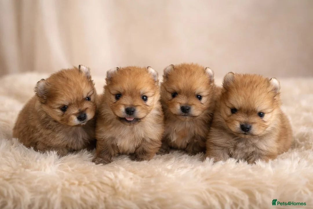 Pomeranian dogs for sale: Outstanding Pomeranians ready for reserve 💕  - Advert 1
