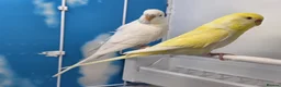 Budgerigars birds for sale: Stunning Budgies, various colors & Mutations - Advert 9