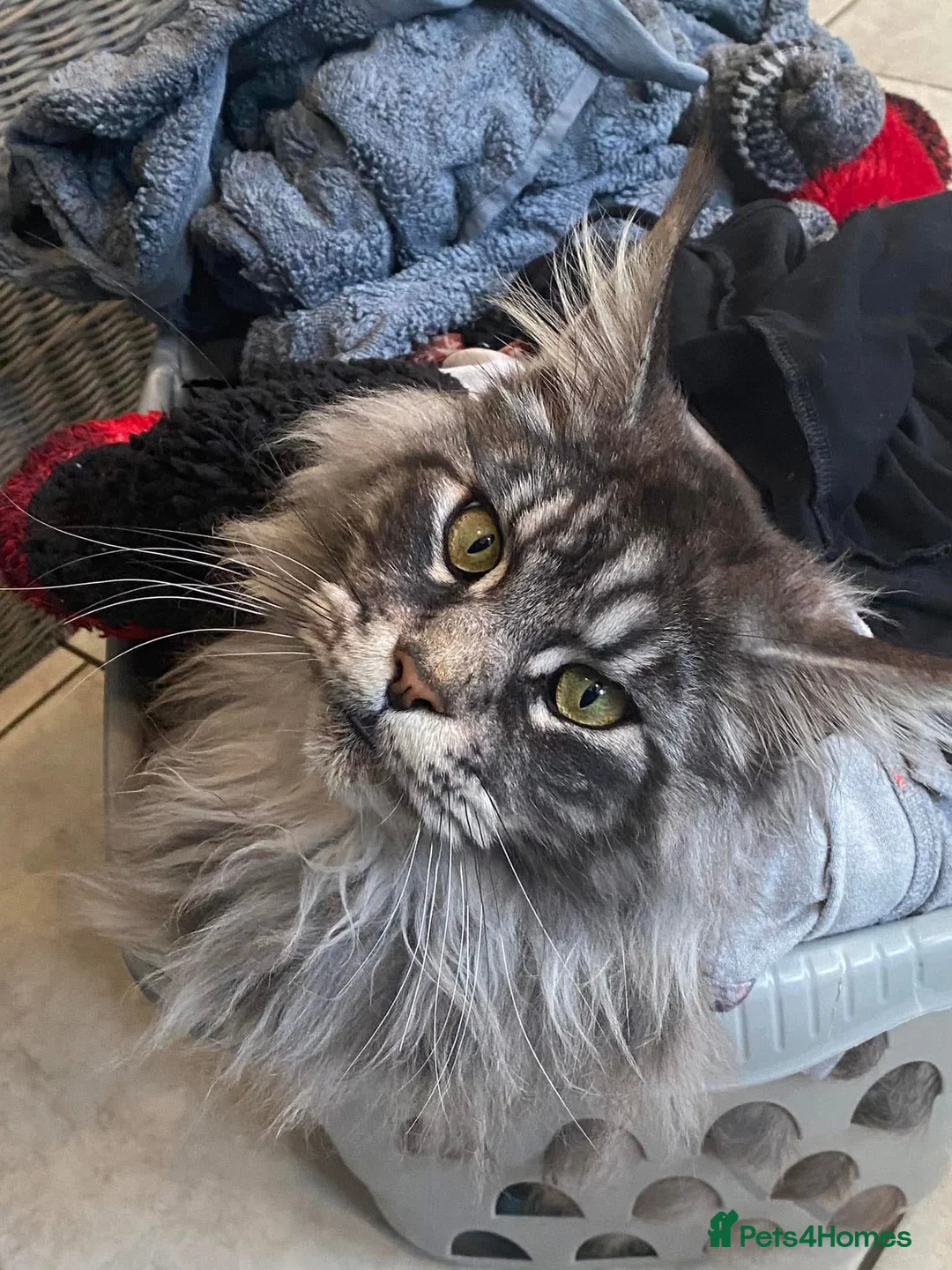 Maine Coon cats for sale: Black Silver Maine Coon - WCF Registered - Advert 4
