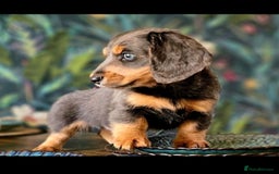 Miniature Dachshund dogs for sale: Kc registered cream proven stud dog  - Image 13