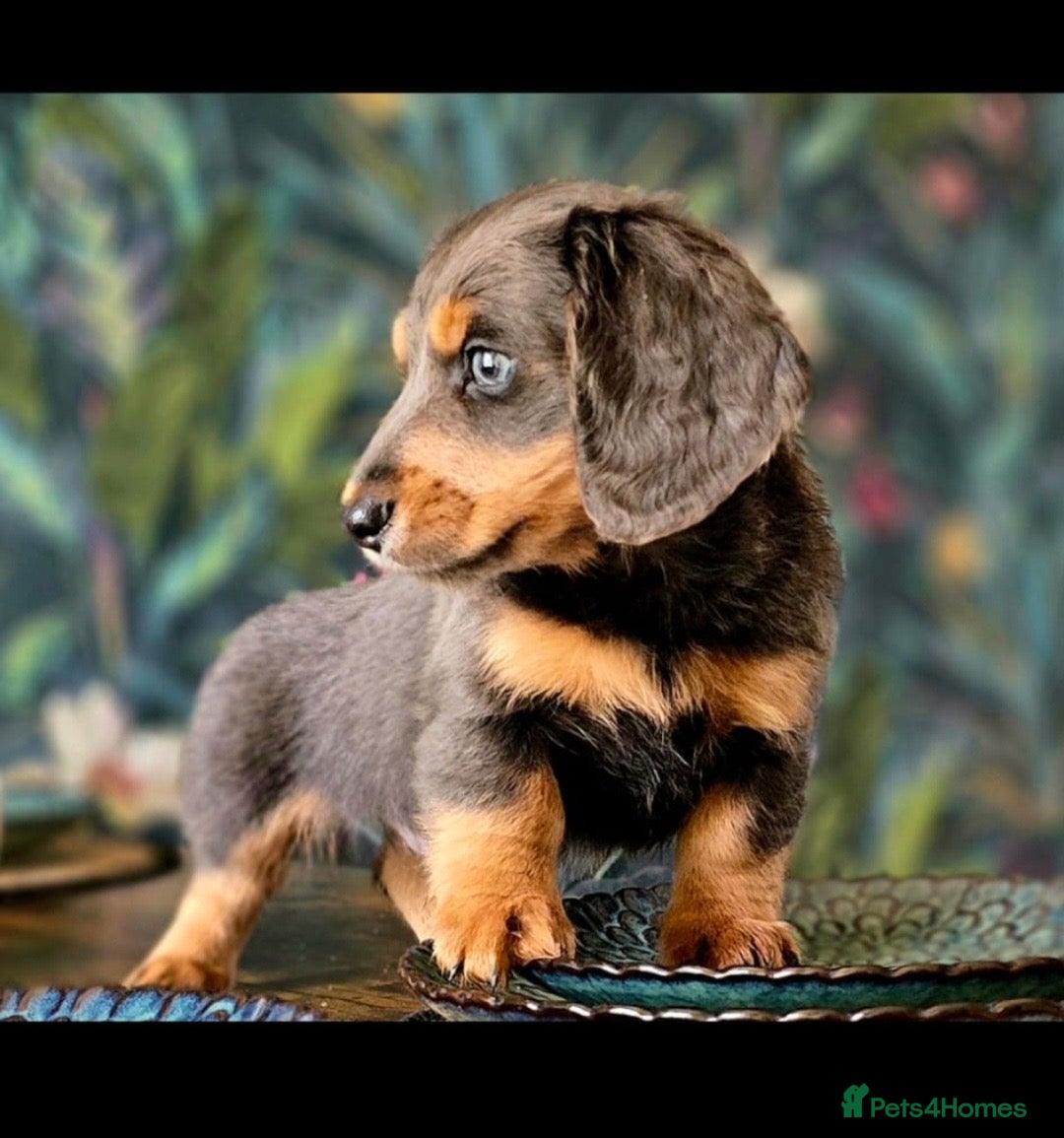 Miniature Dachshund dogs for sale: Kc registered cream proven stud dog  - Image 13
