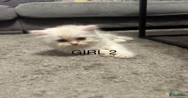 Persian cats - Advert 13