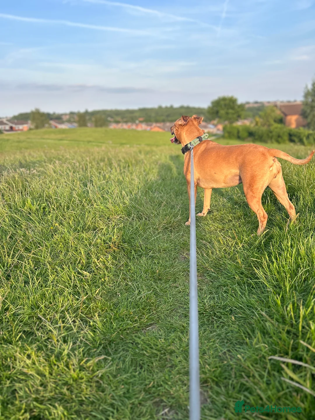 Mixed Breed dogs for sale: Rehome Bonnie  - Advert 5