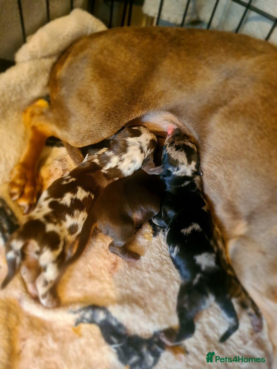 Dachshund dogs for sale: Beautiful Standard Dachshunds  - Image 8