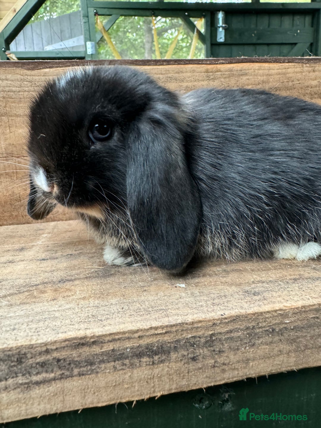 Mini Lop rabbits for sale:  BEAUTIFUL MINI LOP PEDIGREE BUNNIES - Advert 10