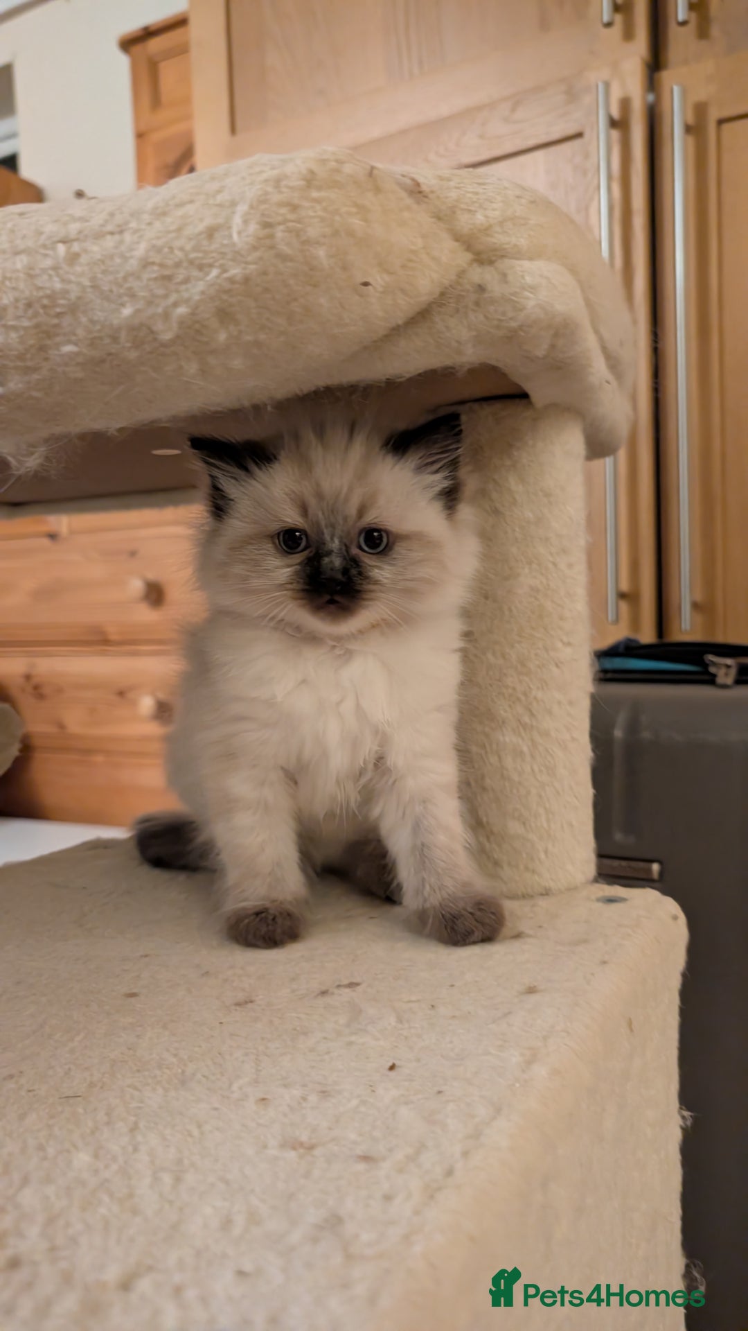 Ragdoll cats for sale: Purebred Ragdoll Kittens - Image 15
