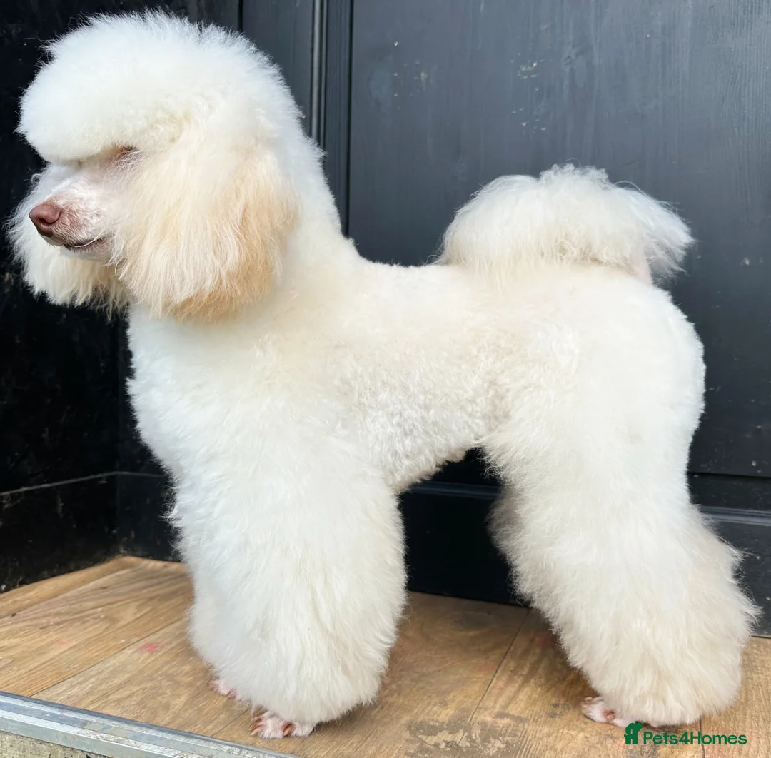 Toy Poodle dogs for stud: Top Quality KC Toy Poodle for Stud in Bury Saint Edmunds - Advert 5