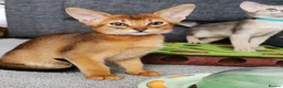 Abyssinian cats for sale: Beautiful Abyssinian Kitten ready for reservation  - Advert 15