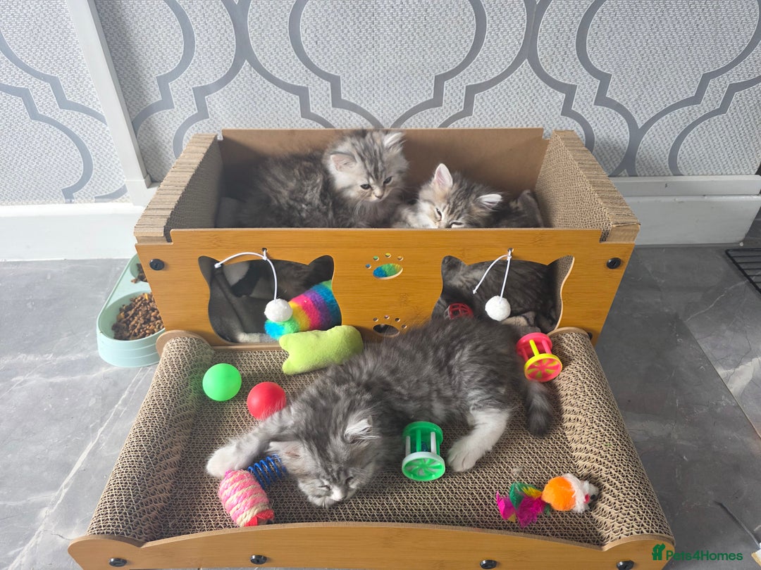 British Shorthair cats for sale: Norwegian forest cat x - Image 6
