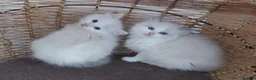 Ragdoll cats for sale: RAGDOLLS BICOLOUR GIRL BOY BLUE EYES  - Advert 19
