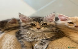 Maine Coon cats for sale: Pedigree Maine coon kittens purebreed XL in Waterlooville - Image 20