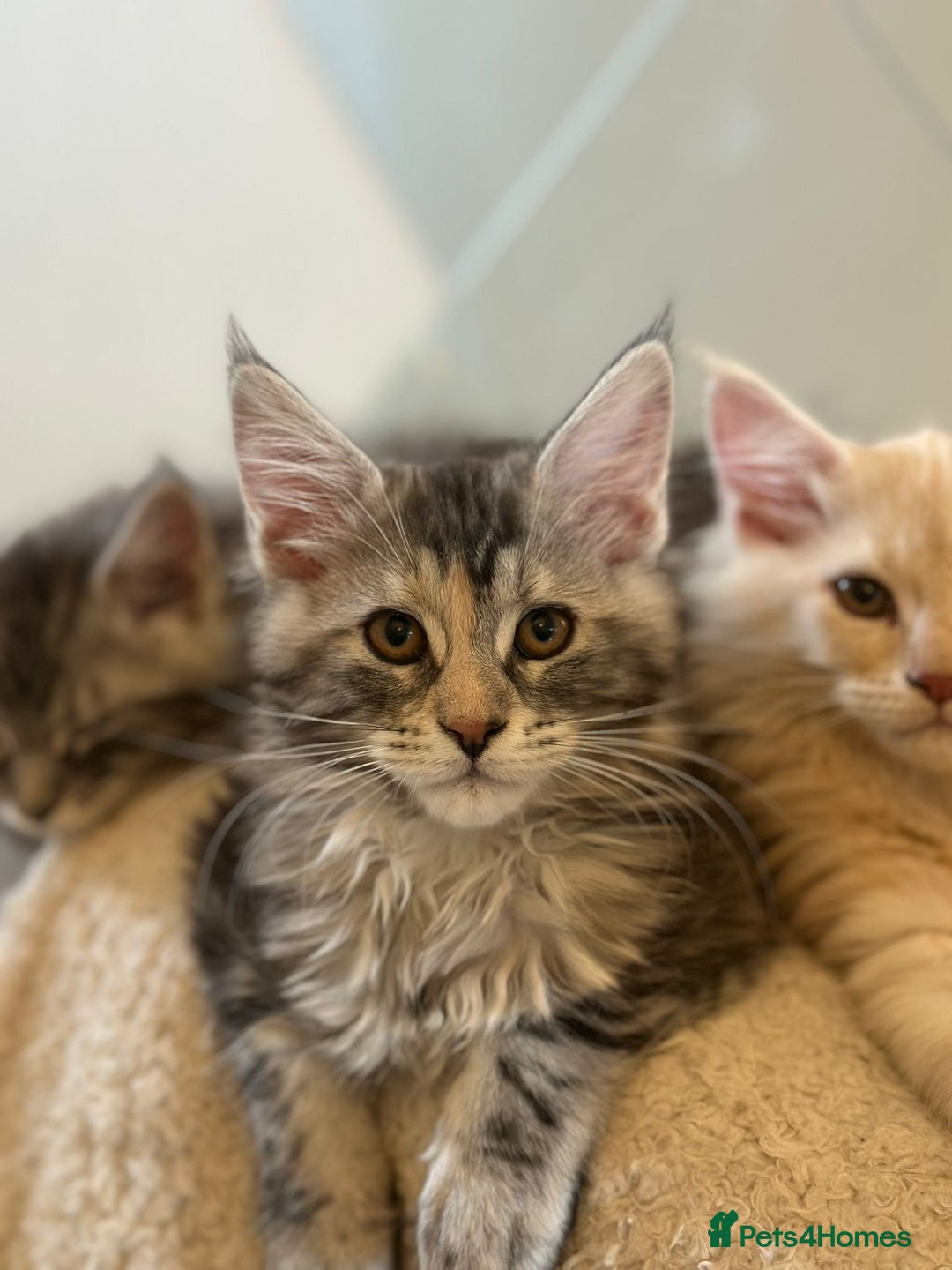 Maine Coon cats for sale: Pedigree Maine coon kittens purebreed XL in Waterlooville - Image 20