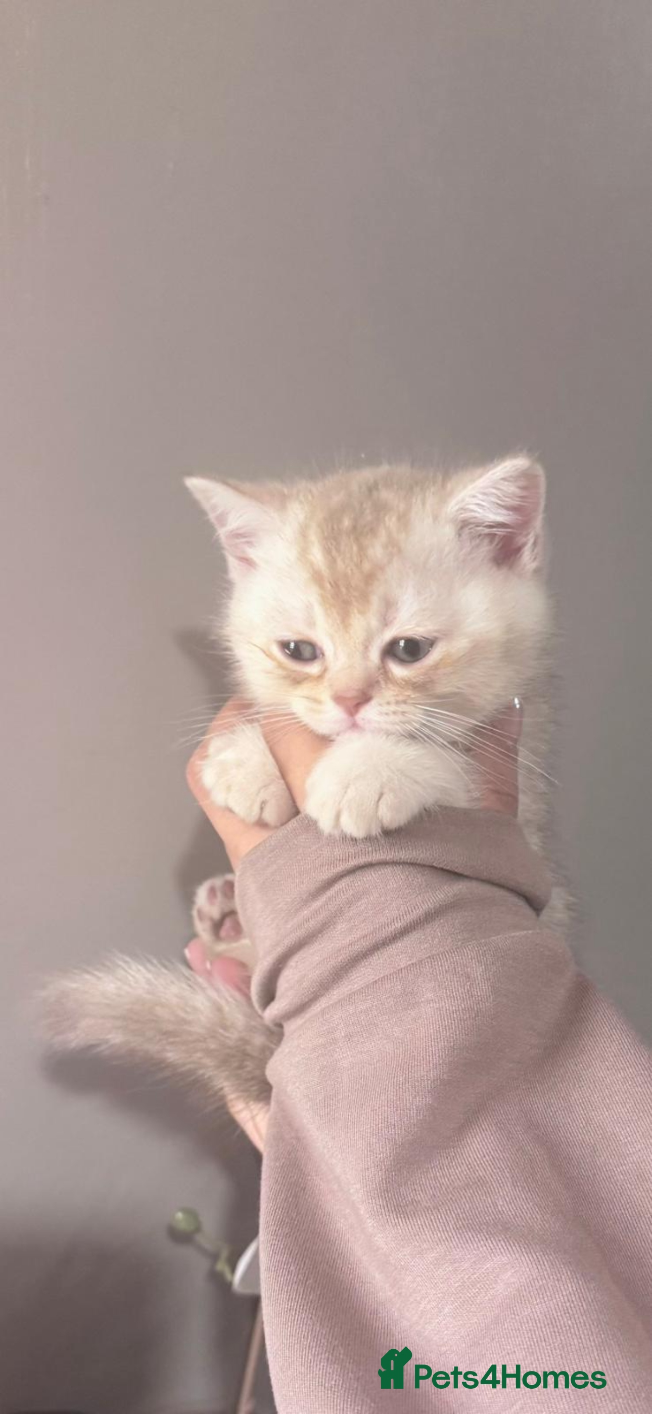 British Shorthair cats 🐾 Beautiful British Shorthair Kittens 🐾 - Advert 5