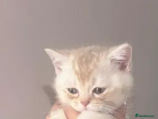 British Shorthair cats 🐾 Beautiful British Shorthair Kittens 🐾 - Advert 5