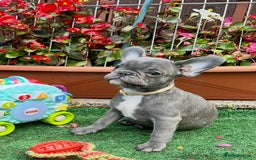 French Bulldog dogs for sale: Adorable Puppies Looking for a New Home! - Image 1