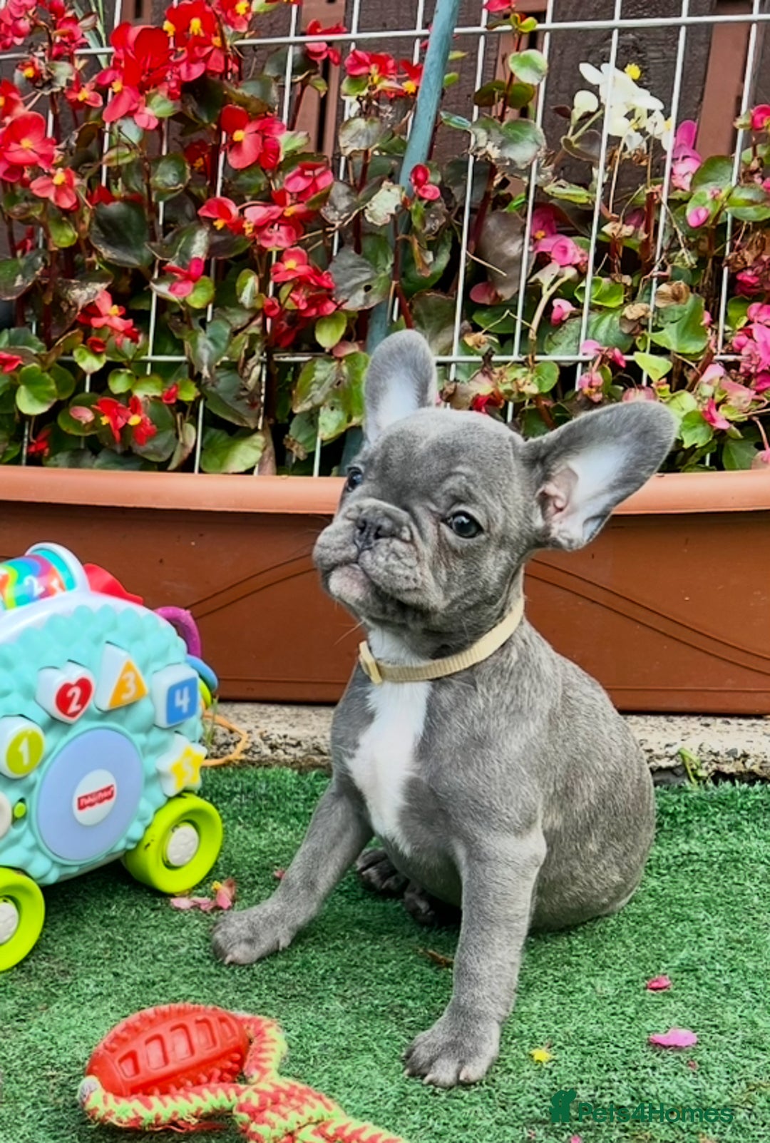 French Bulldog dogs for sale: Adorable Puppies Looking for a New Home! - Image 1