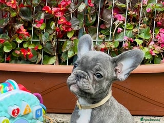 French Bulldog dogs - Advert 35