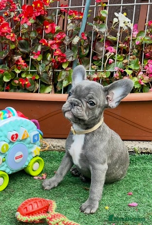 French Bulldog dogs - Advert 13
