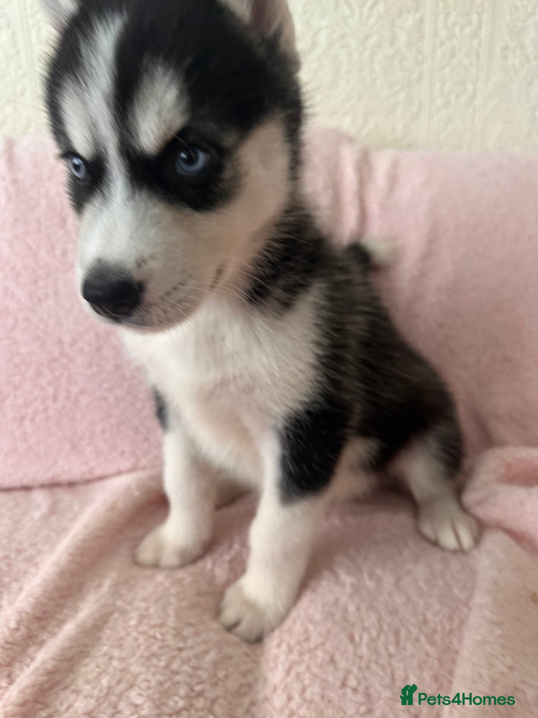 Siberian Huskies Registered Husky Puppies For Sale Kc Registered