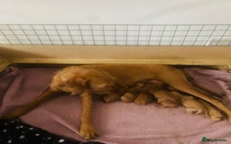 Hungarian Vizsla dogs for sale: Hungarian Wirehaired vizslas  - Image 3