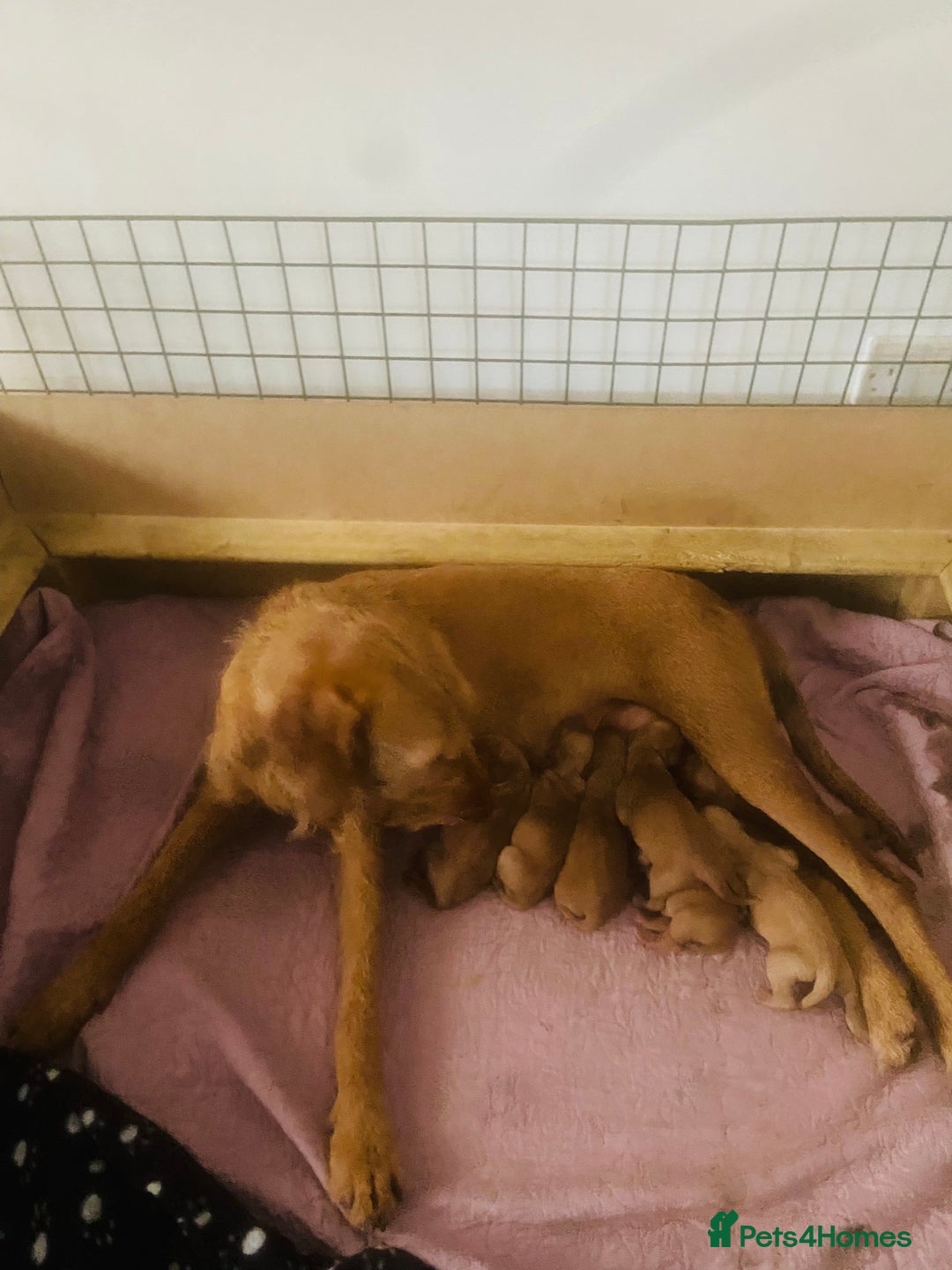Hungarian Vizsla dogs for sale: Hungarian Wirehaired vizslas  - Image 3
