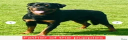 Rottweiler dogs for sale: Rottweiler puppies - Advert 3