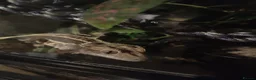 Lizard reptiles for sale: Crested gecko with setup in Swindon - Advert 4