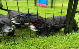 Cockapoo dogs for sale: 🐾 Gorgeous F2 Cockapoo Puppies 🐾 - Image 22