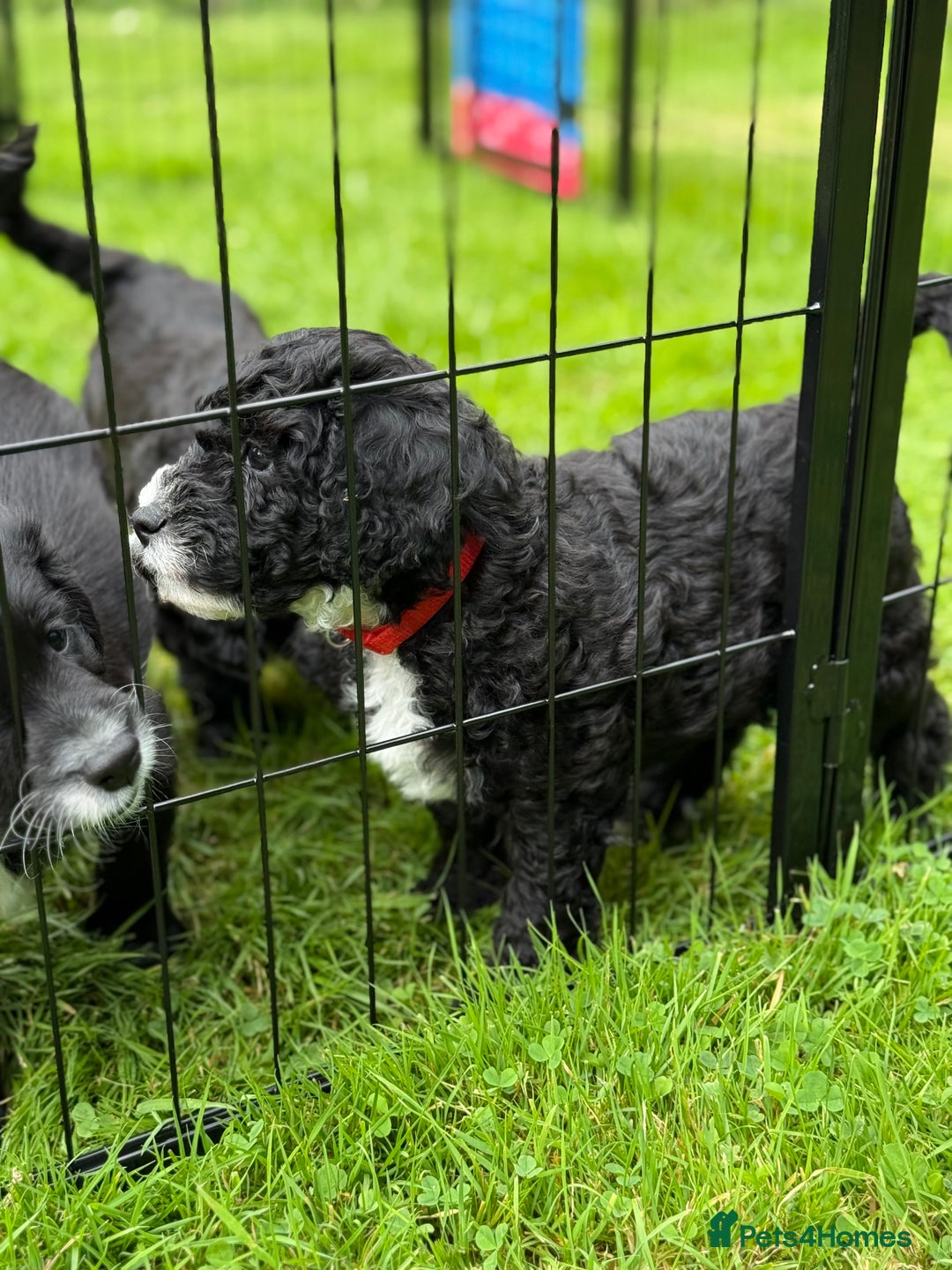 Cockapoo dogs for sale: 🐾 Gorgeous F2 Cockapoo Puppies 🐾 - Image 22