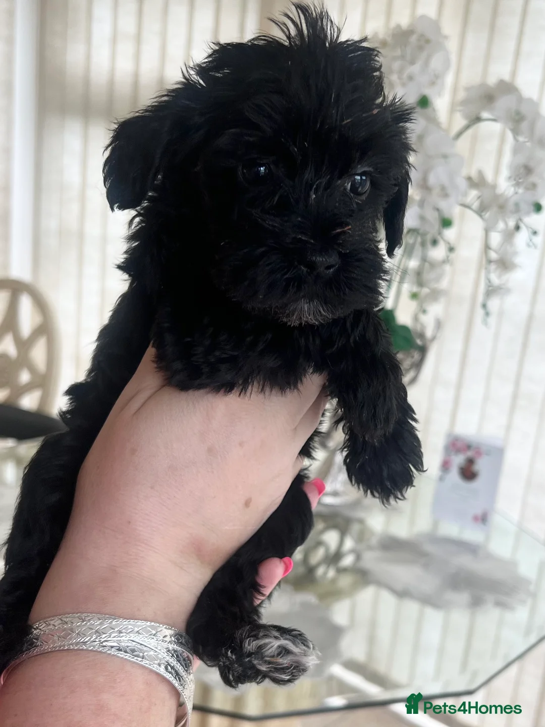 Cavapoo dogs for sale: 🐶🐾Adorable Cavaschnauzer Pups🐾🐶 - Advert 2