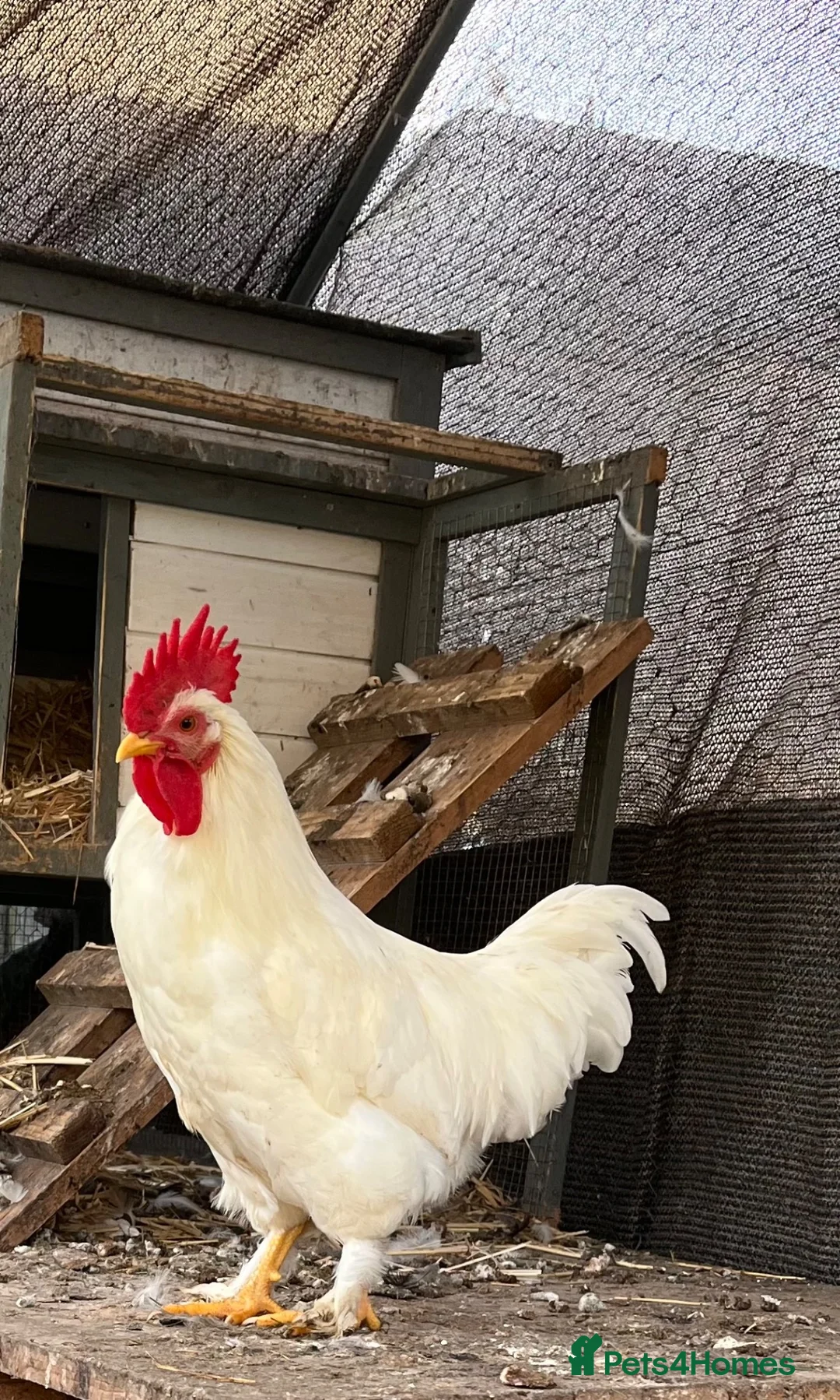 Chickens poultry for sale: white rooster  in Peterborough - Advert 1