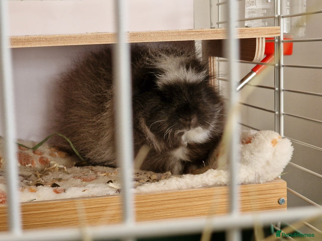 Guinea Pig rodents for sale: Swiss Boars Barney & Fred - Advert 2