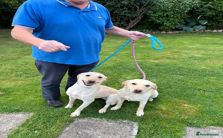 Labrador Retriever dogs - Advert 6