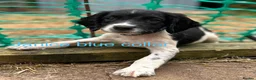 English Springer Spaniel dogs for sale: READY from 17th July KC ESS heavily coloured pups  - Advert 14