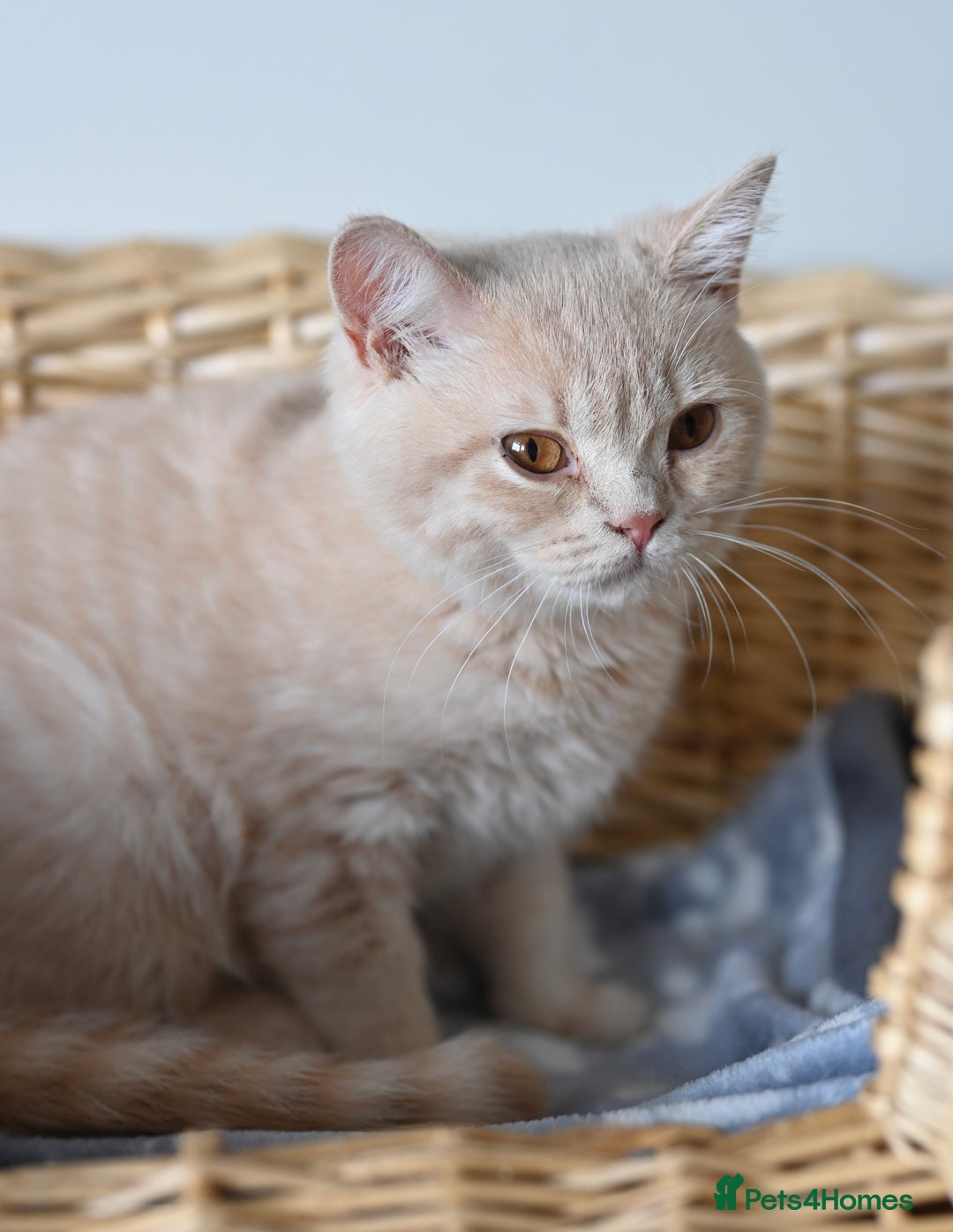 British Shorthair cats for sale: GCCF reg kittens looking for loving homes  - Image 20