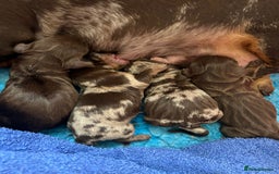Miniature Dachshund dogs for sale: Outstanding Litter 5 Star Breeder ⭐️⭐️⭐️⭐️⭐️ - Image 5