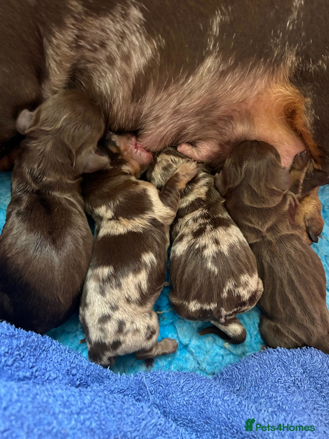 Miniature Dachshund dogs for sale: Outstanding Litter 5 Star Breeder ⭐️⭐️⭐️⭐️⭐️ - Image 5