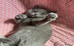 Brazilian Shorthair cats for sale: British shorthair 13 weeks old - Image 6