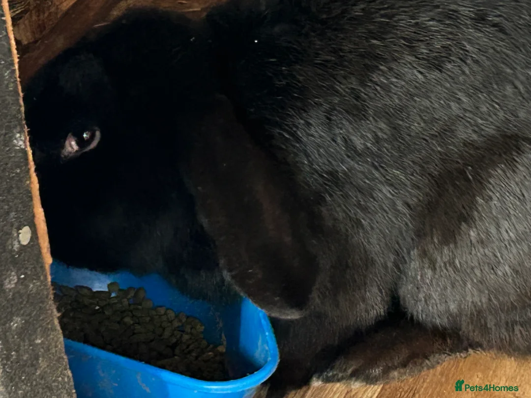Mixed Breed rabbits for sale: Beautiful Bunnys  - Advert 1