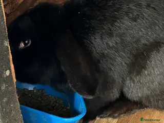 Mixed Breed rabbits Beautiful Bunnys - Advert 1