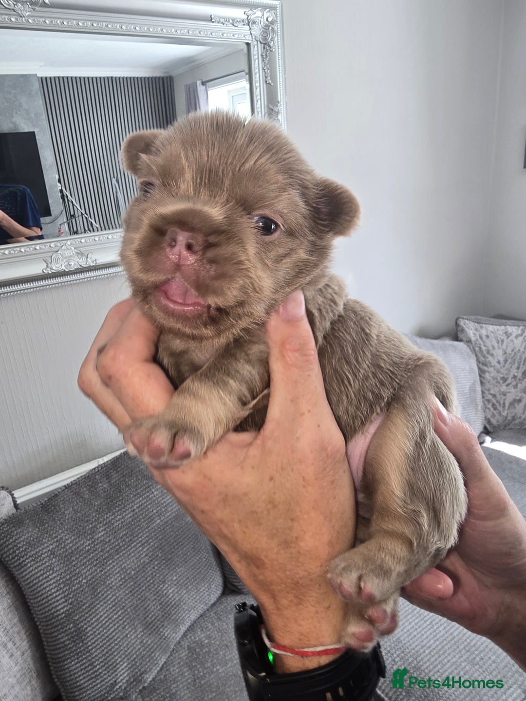 French Bulldog dogs for sale: ⭐️ QUALITY FRENCH BULLDOG PUPPIES ⭐️ - Image 1
