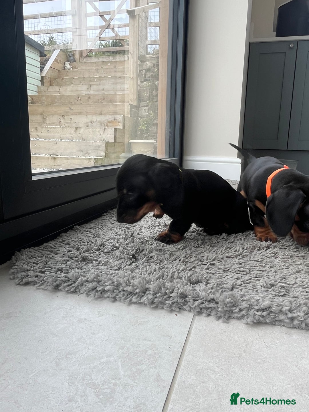 Miniature Dachshund dogs for sale: One beautiful Beautiful girl left  💜🐶  - Image 33