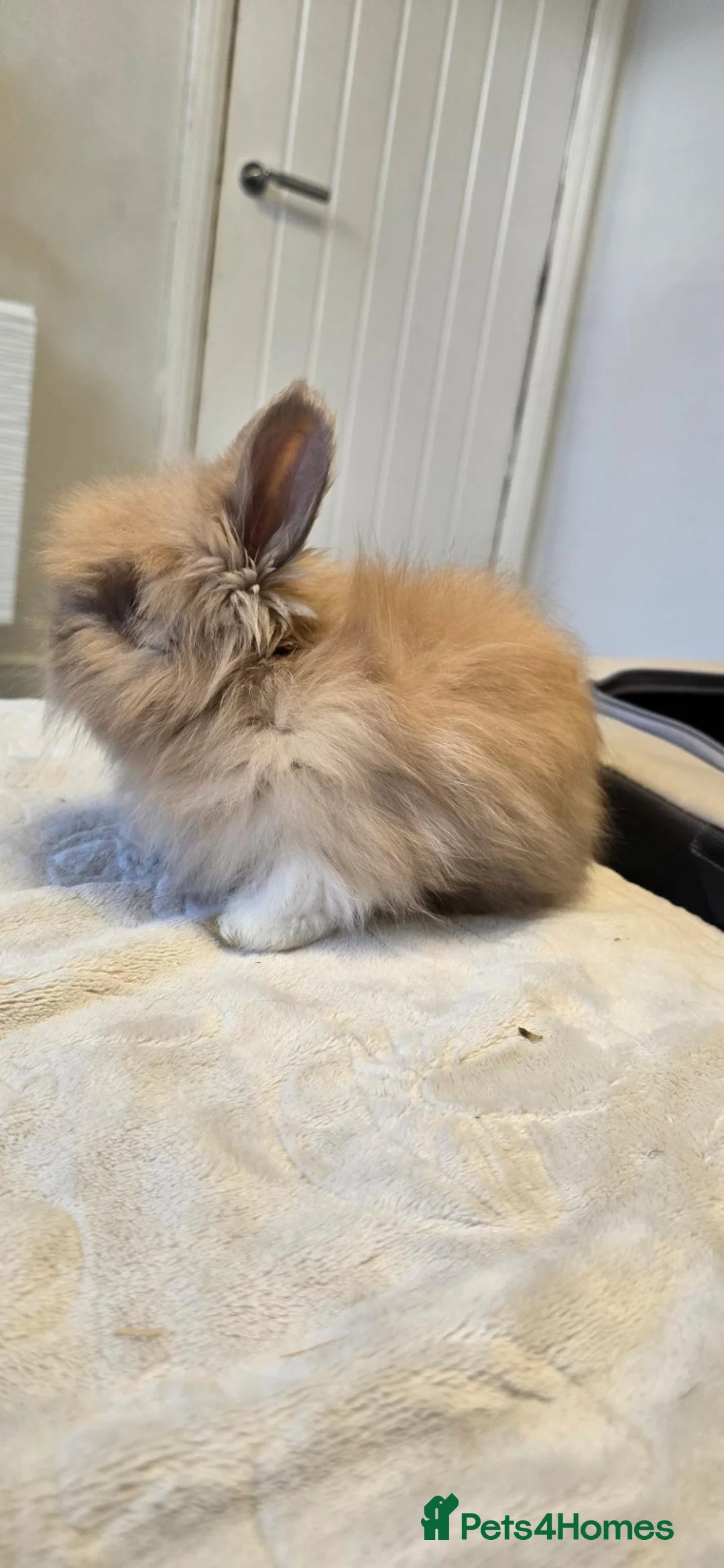 Angora rabbits for sale: 9 beautiful angora babies ready now - Advert 27