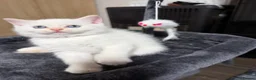 Scottish Fold cats for sale: Fold & Straight Kittens Looking for Loving Homes - Advert 13