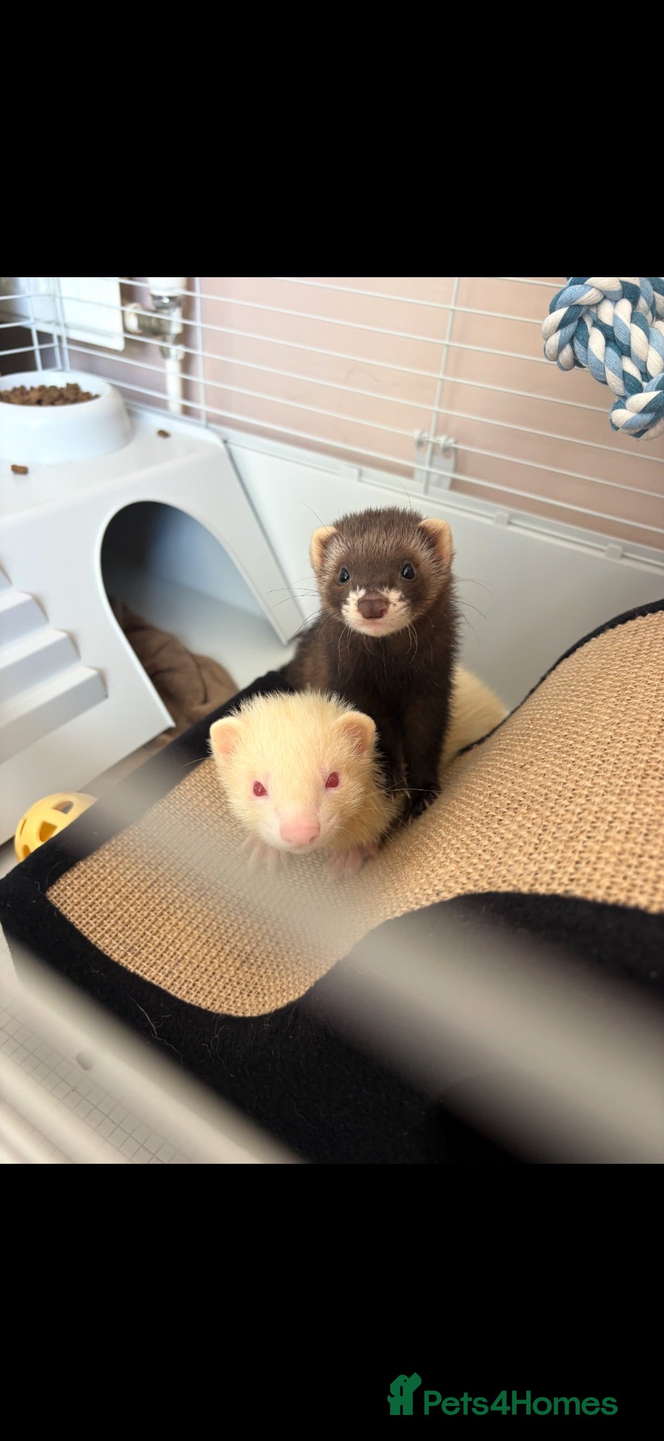 Ferret rodents X2 ferrets 13 weeks old  - Advert 11