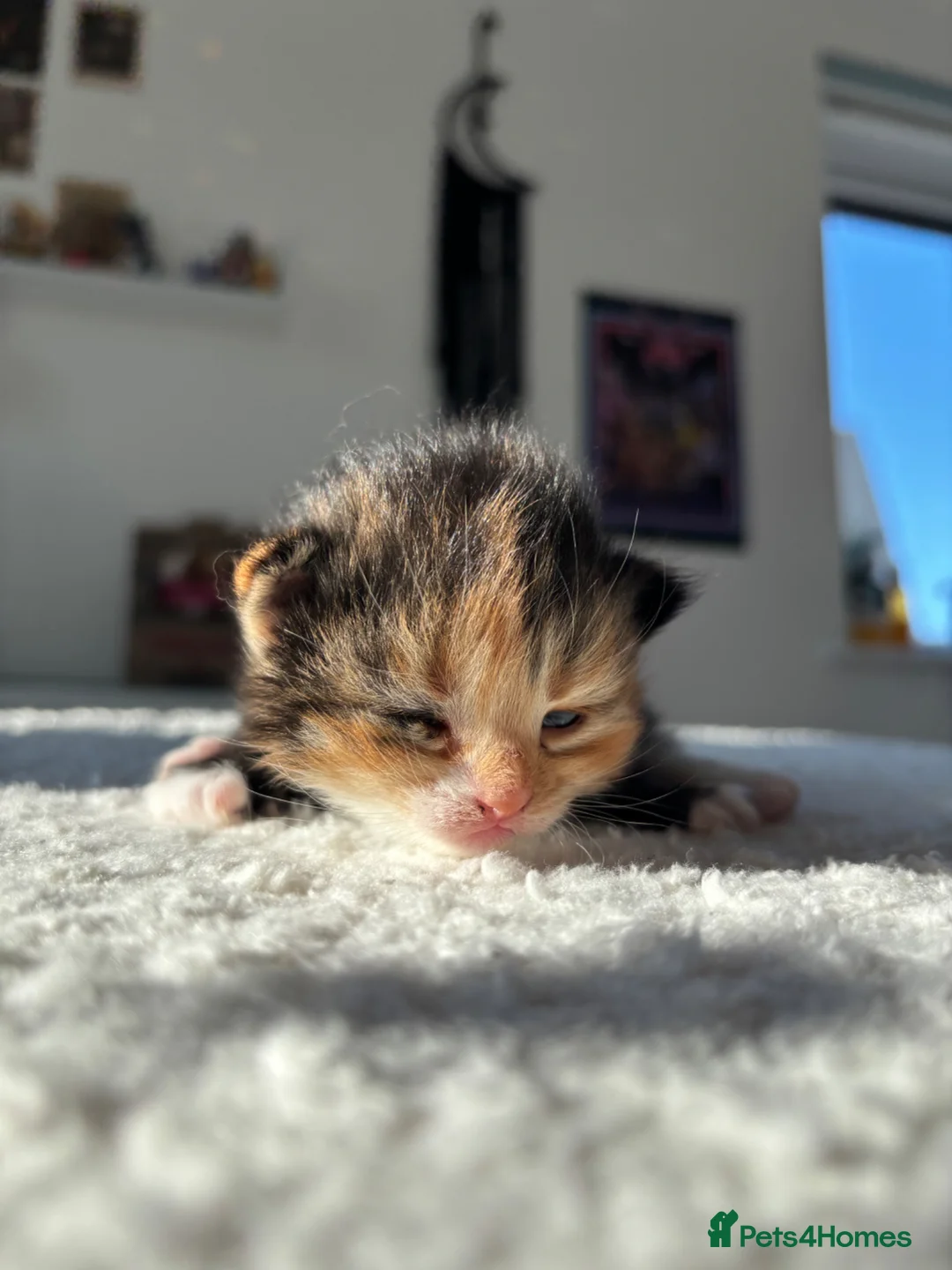 Mixed Breed cats for sale: Beautiful Maine Coon Mix Kittens – 2 Available - Advert 40