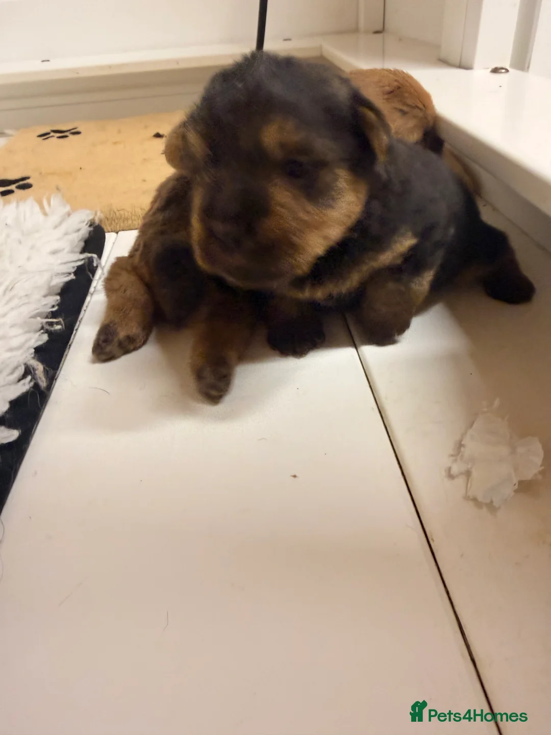 Norfolk Terrier dogs for sale: Norfolk Terrier puppies for sale.  - Advert 5