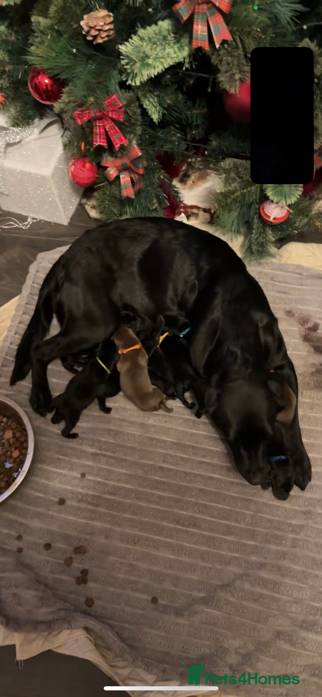 Mixed Breed dogs for sale: Labrador retriever cross - Advert 2