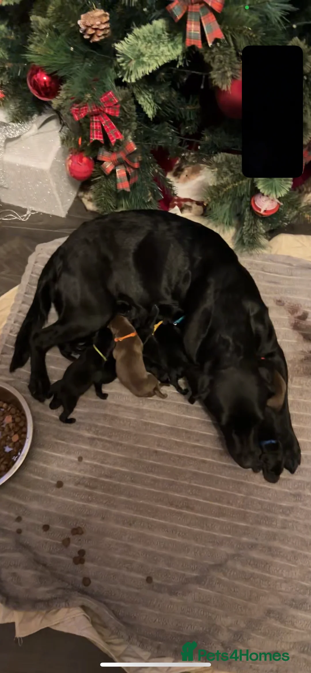 Mixed Breed dogs for sale: Labrador retriever cross - Advert 2