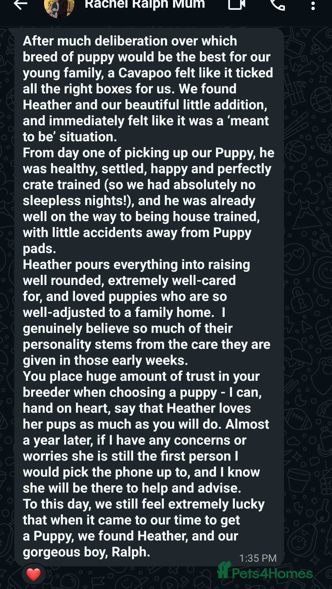 Cavapoo dogs for sale: Cavapoo Litter - Pending Litter Due Late Jan 2026 - Advert 2